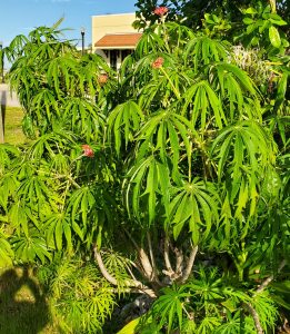 A bush with pointed leaves and red flowers