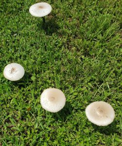 Four mushrooms in grass