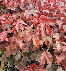 A close-up of red orange leaves