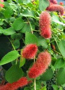 Red furry flowers and green leaves 