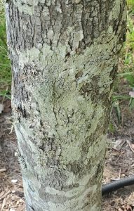 tree bark with green bark