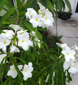 a plant with clusters of white flowers