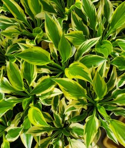 sword-shaped green and yellow leaves