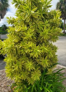 a large bush with pointed green and yellow variegated leaves