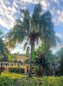 a palm tree with long ribbonlike fronds