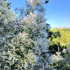a plant with white feathery seed pods