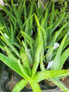 a tray of thorny plants