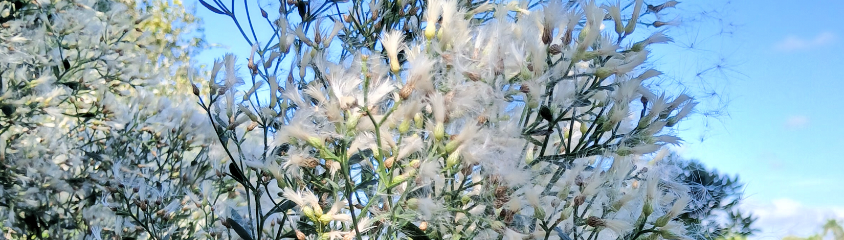 The saltbush – the original Florida snow