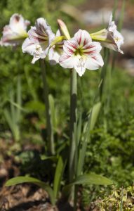 Amaryllis in the Landscape