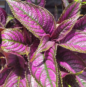 a plant with deep purple leaves