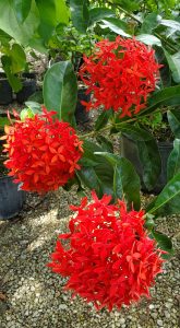 three bright red ball-like clusters of flowers