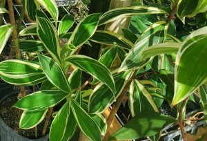 stalks of green and white variegated foliage
