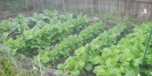 six rows of green vegetables