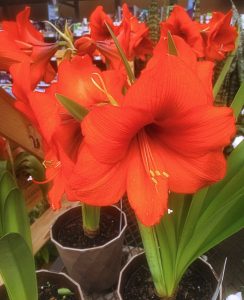 a cluster of bright red flowers