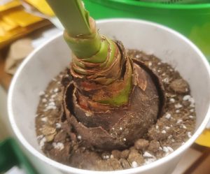 a large bulb in a pot