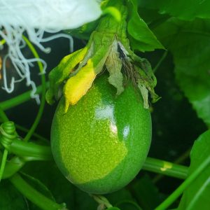 a green fruit hanging on a vine