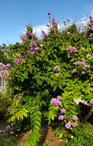 a large bush with clusters of pink flowers