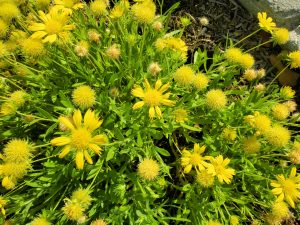 a plant with bright yellow flowers
