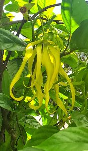 a yellow flower with long fingerlike petals