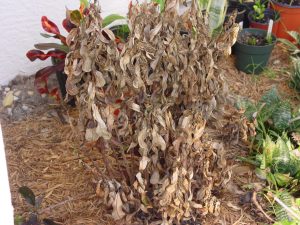 a cold damaged plant