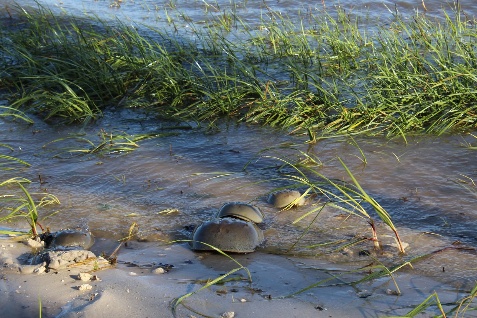 horseshoe crab