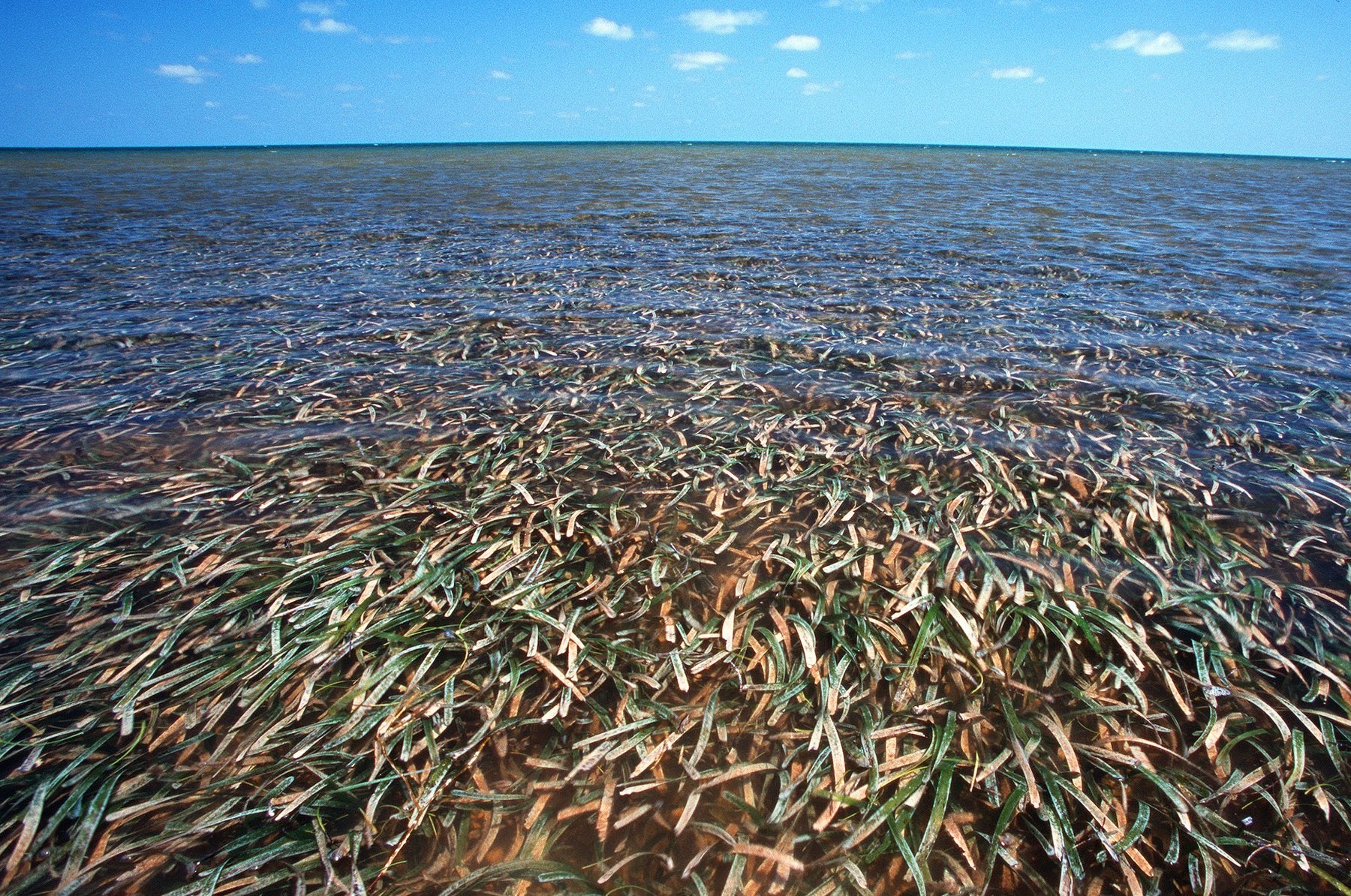 seagrass