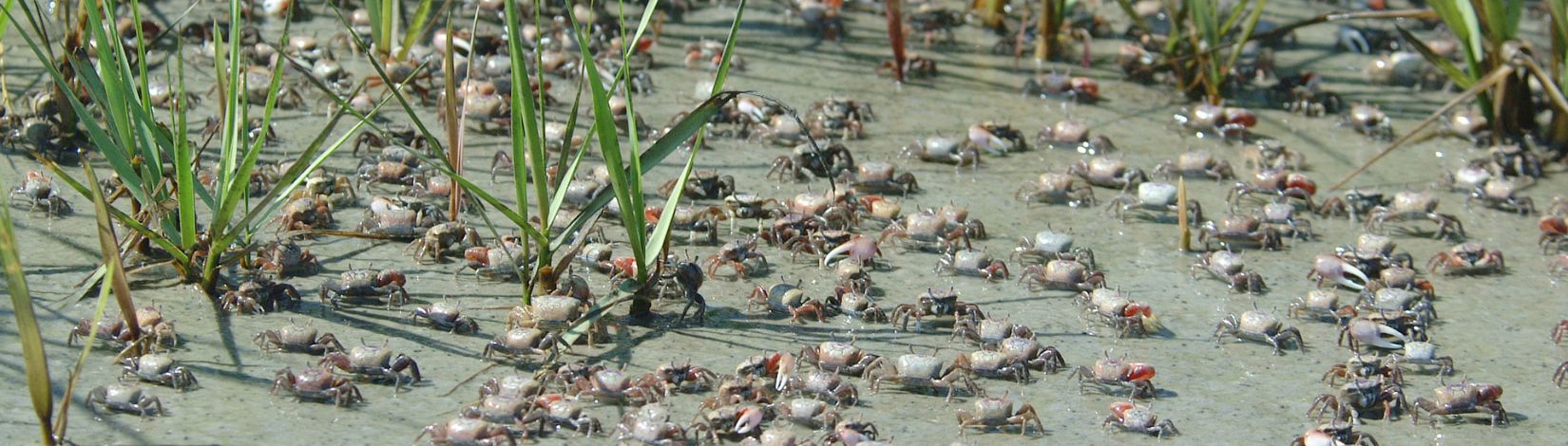 Crabs at St. Johns County Beach.