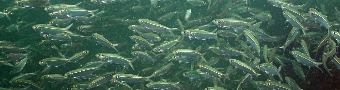 baitfish school