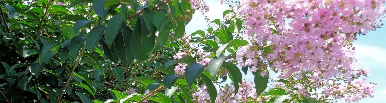 Crape Myrtle