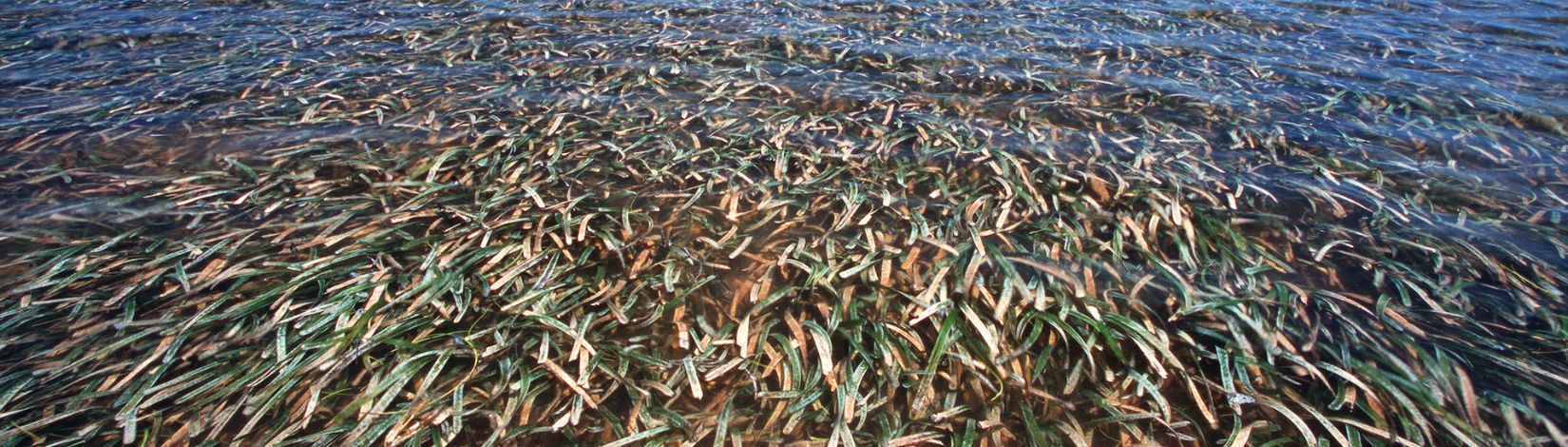 Seagrass.