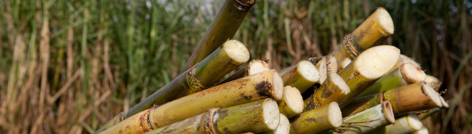 Sugar Cane stalks. UF/IFAS Photo by Tyler Jones.