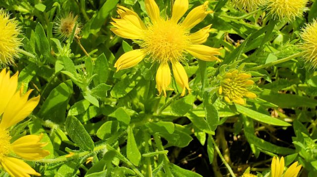 The blanket flower – the best of the best of wildflowers