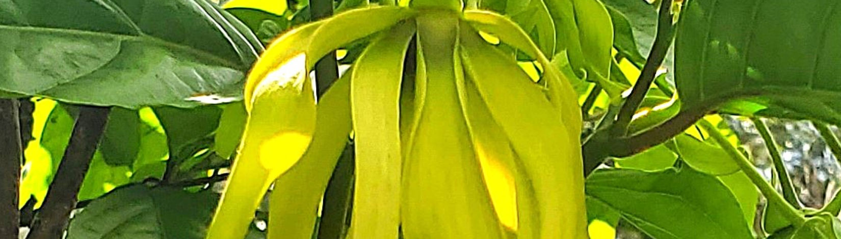 The heavenly fragrance of ylang- ylang