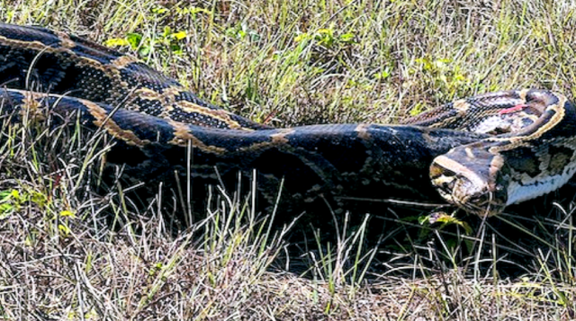 Getting Hands-On with Burmese Pythons at Lemon Creek Wildflower Preserve