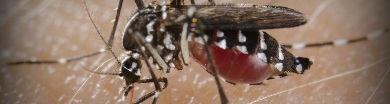 mosquito with large belly