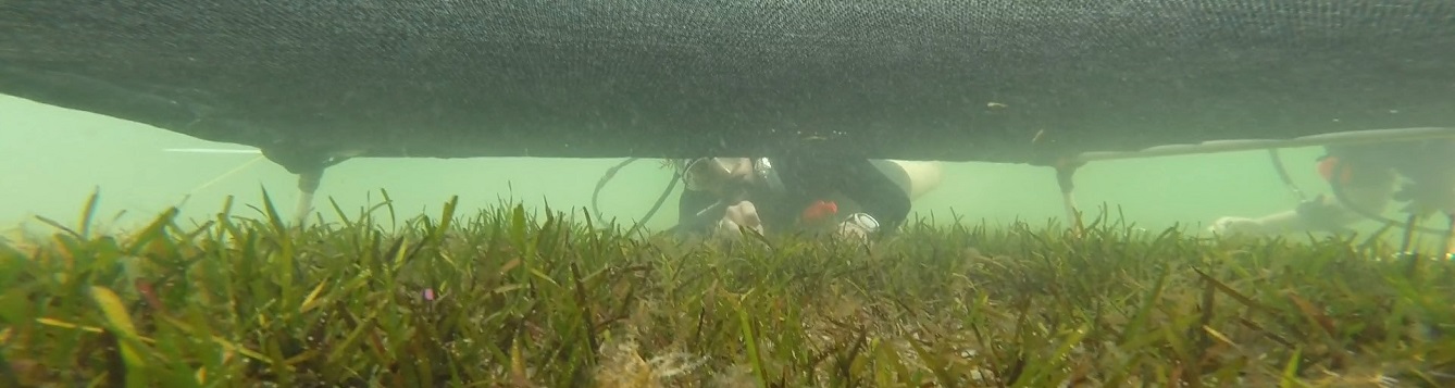 a diver studies seagrass