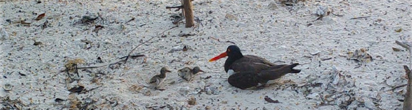 american oystercatcher with chicks