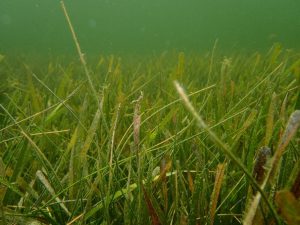 underwater view of a seagrass meadow