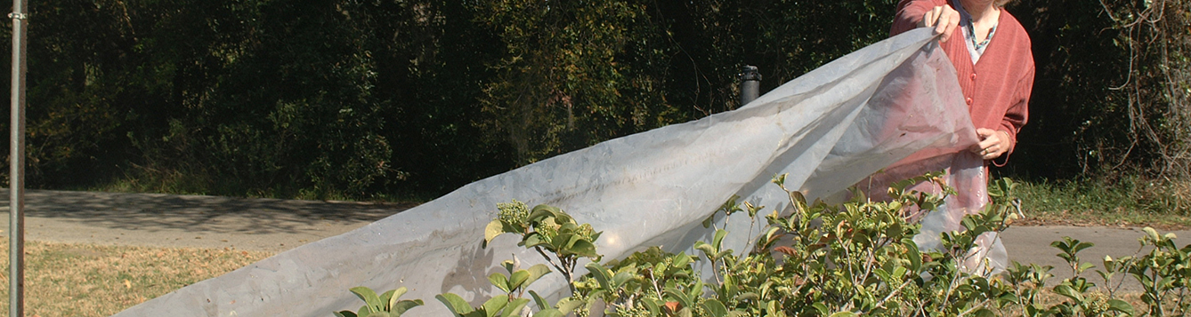 person covering plants