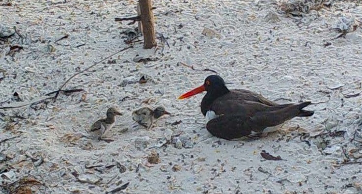 American oystercatcher with chicks.
