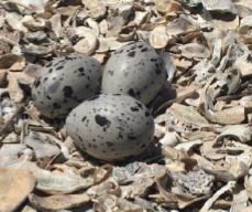 shorebird eggs