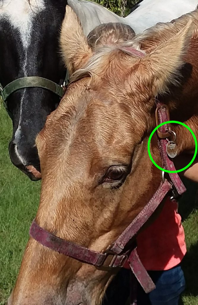 Hurricane Preparedness for Horses and Livestock, Animal Identification