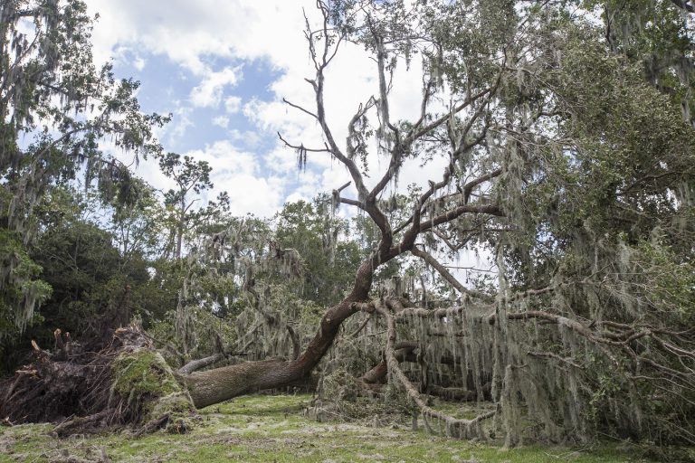 Hurricanes and the Landscape: Last Minute Preparations - UF/IFAS ...