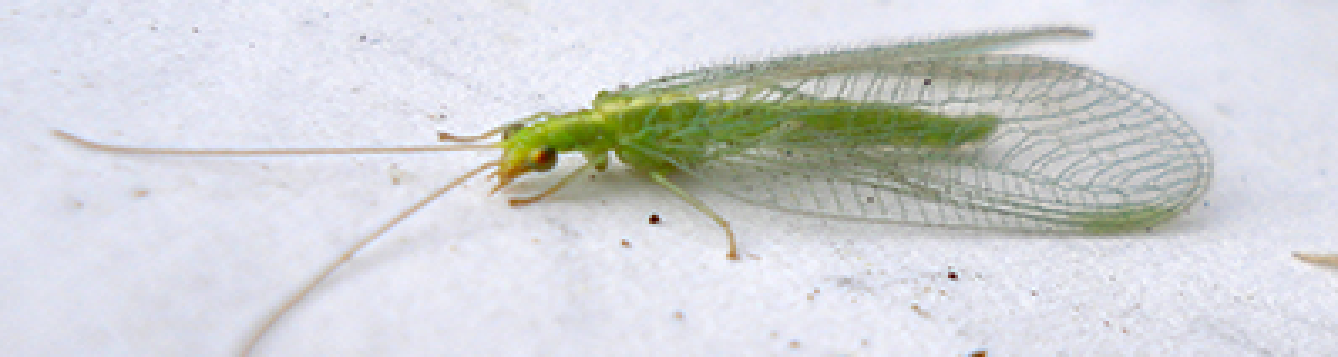 How To Get Rid of Green Lacewing Flies
