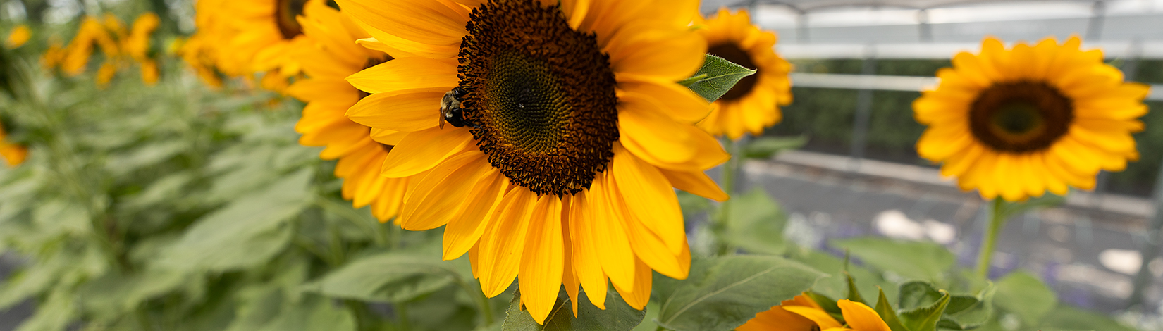 2025 Master Gardener Volunteer Year in Review for Clay County