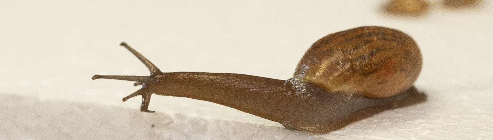 Rosy Wolf Snail moving along white surface.