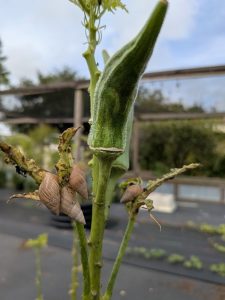 Image shows ghost snails eating Okra plant to highlight damage by pest.