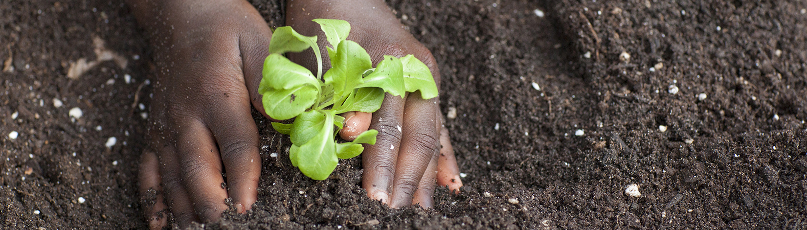 A child's hands planting a vegetable in the soil. Photo taken 12-15-15.