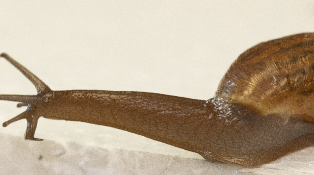 Rosy Wolf Snail moving along white surface.