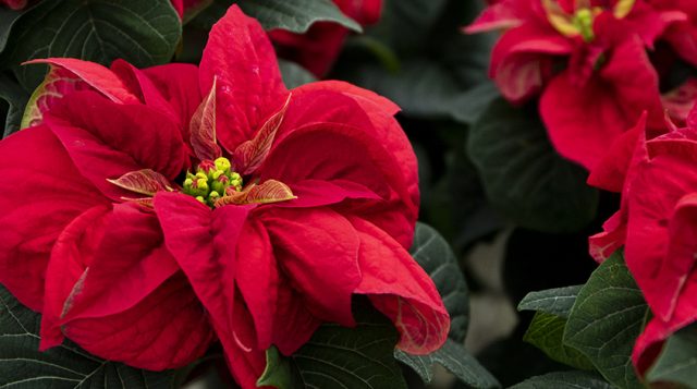 December 2025 Activities at the UF/IFAS Extension Clay County Office